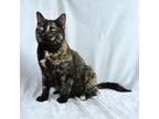 Adopt Torrey B a Domestic Short Hair