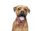 Adopt Carly a Boxer, Mixed Breed