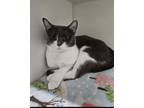 Adopt Frenchie a Domestic Short Hair