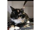 Adopt Darla a Calico
