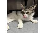 Adopt Josie a Domestic Long Hair