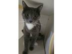 Adopt Masubi a Domestic Short Hair