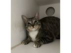 Adopt Jolene a Domestic Short Hair
