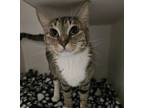 Adopt Hutch a Domestic Short Hair