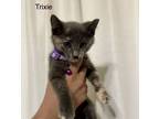Adopt Trixie a Domestic Short Hair