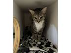 Adopt Betty a Domestic Short Hair
