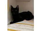 Adopt Samara a Domestic Short Hair