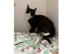Adopt Shock a Domestic Short Hair