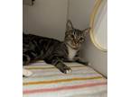 Adopt Elvira a Domestic Short Hair