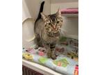 Adopt Vida a Abyssinian, American Wirehair