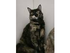 Adopt Mona a Domestic Medium Hair