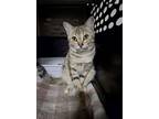 Adopt Banshee a Domestic Short Hair