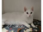 Adopt Scarlett a Domestic Short Hair