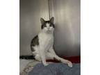 Adopt Eva a Domestic Short Hair