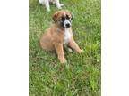 Adopt Moxie a Maremma Sheepdog, Shepherd
