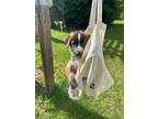 Adopt Isa a Maremma Sheepdog, Shepherd
