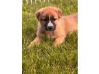 Adopt Marley a Maremma Sheepdog, Shepherd
