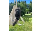 Adopt Bree a Maremma Sheepdog, Shepherd