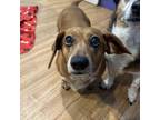 Adopt Barretta a Dachshund