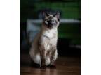 Adopt Chloe a Domestic Short Hair