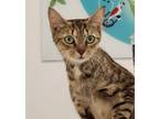Adopt Monica a American Shorthair
