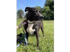 Adopt Moonlight a Black Labrador Retriever, Mixed Breed