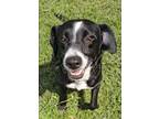 Adopt Joan a Labrador Retriever, Hound