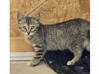 Adopt Cami a Domestic Short Hair