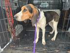 Adopt Sadie a Hound