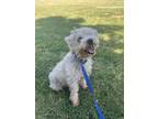 Adopt Dominic a Miniature Poodle