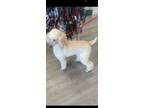 Adopt Milkshake a Standard Poodle