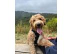 Adopt Red a Standard Poodle
