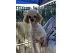 Adopt Lovey a Miniature Poodle