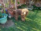Adopt Ruger a Standard Poodle