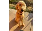 Adopt Snowflake a Standard Poodle