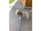 Adopt Leo a Miniature Poodle