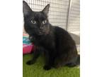 Adopt Sylvester a Domestic Long Hair