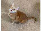 Adopt LEO a Tabby