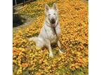 Adopt Mickey (Courtesy Listing) a White German Shepherd