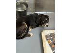 Adopt KENO a Labrador Retriever, Mixed Breed