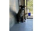 Adopt CASEY a Labrador Retriever, Mixed Breed