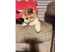 Adopt Buttercup a Tabby