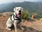 Adopt Marvin a Boxer