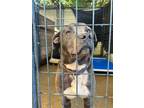 Adopt CHARLIE a Labrador Retriever