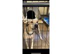 Adopt JIMMY a Labrador Retriever