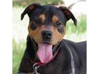 Adopt Reese a Rottweiler, Mixed Breed
