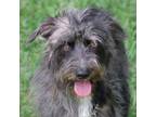 Adopt Freddy a Fox Terrier