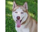 Adopt Luka a Siberian Husky