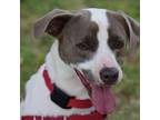 Adopt Yogi a Beagle, Terrier