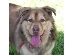 Adopt Apollo a Australian Shepherd, Mixed Breed